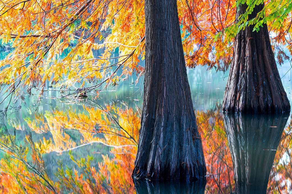 Bald cypresses and their reflections on a lake are seen at the imperial Xiaoling Mausoleum in Nanjing, Jiangsu Province on November 11, 2024. /CFP