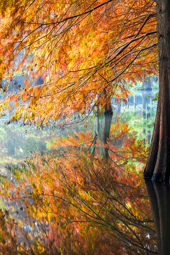 Bald cypresses and their reflections on a lake are seen at the imperial Xiaoling Mausoleum in Nanjing, Jiangsu Province on November 11, 2024. /CFP