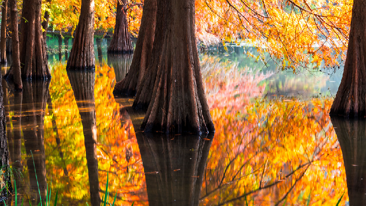 Nanjing Lake's Reflection Transforms Surrounding Forests into a Picturesque Wonderland