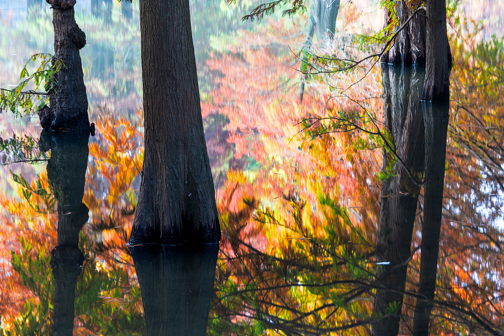 Bald cypresses and their reflections on a lake are seen at the imperial Xiaoling Mausoleum in Nanjing, Jiangsu Province on November 11, 2024. /CFP