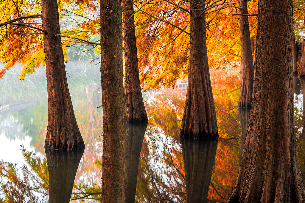 Bald cypresses and their reflections on a lake are seen at the imperial Xiaoling Mausoleum in Nanjing, Jiangsu Province on November 11, 2024. /CFP