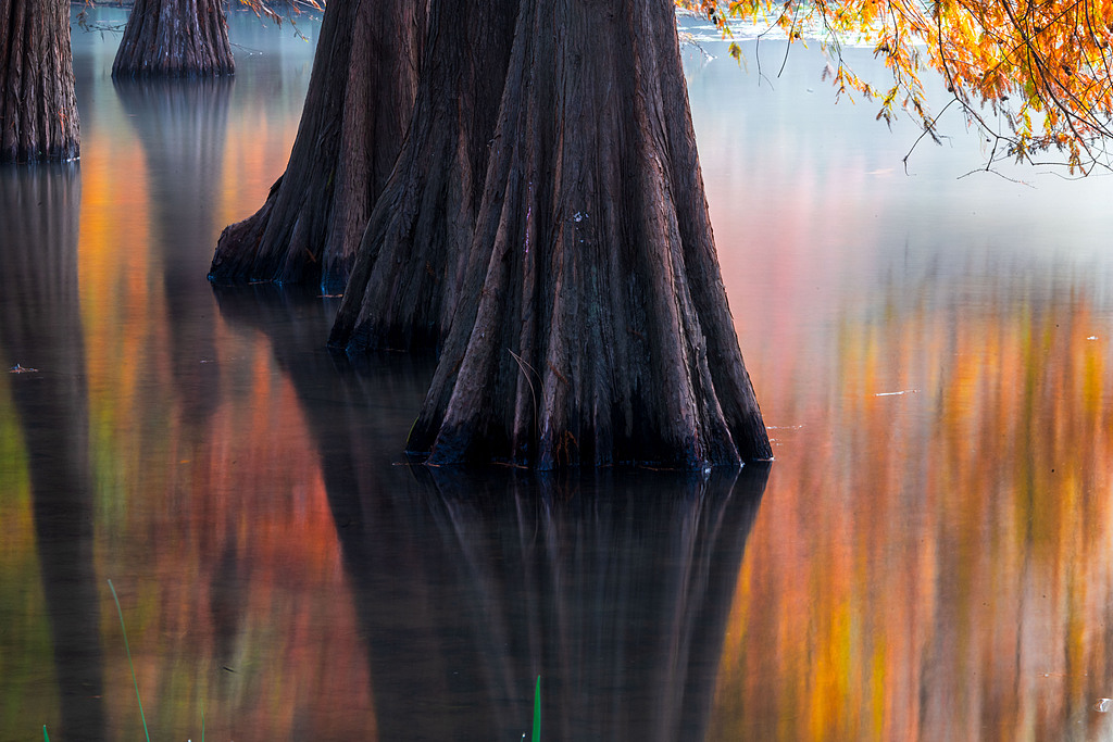 Bald cypresses and their reflections on a lake are seen at the imperial Xiaoling Mausoleum in Nanjing, Jiangsu Province on November 11, 2024. /CFP