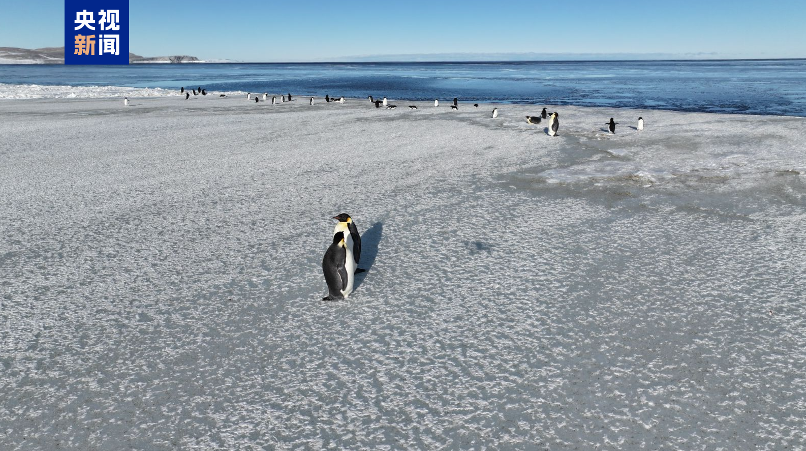 An ornithologist from the expedition team captures footage of penguins at the Qinling Station. /CMG