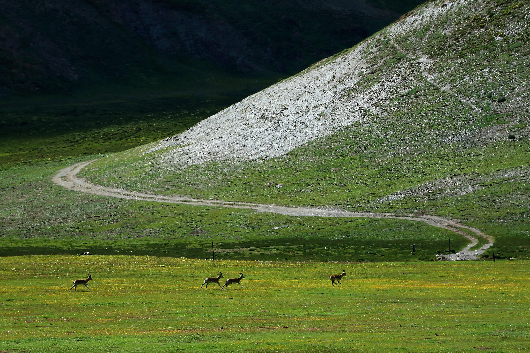 Przewalski's antelope are seen in Sanjiangyuan, Qinghai Province, July 28, 2016. /CFP