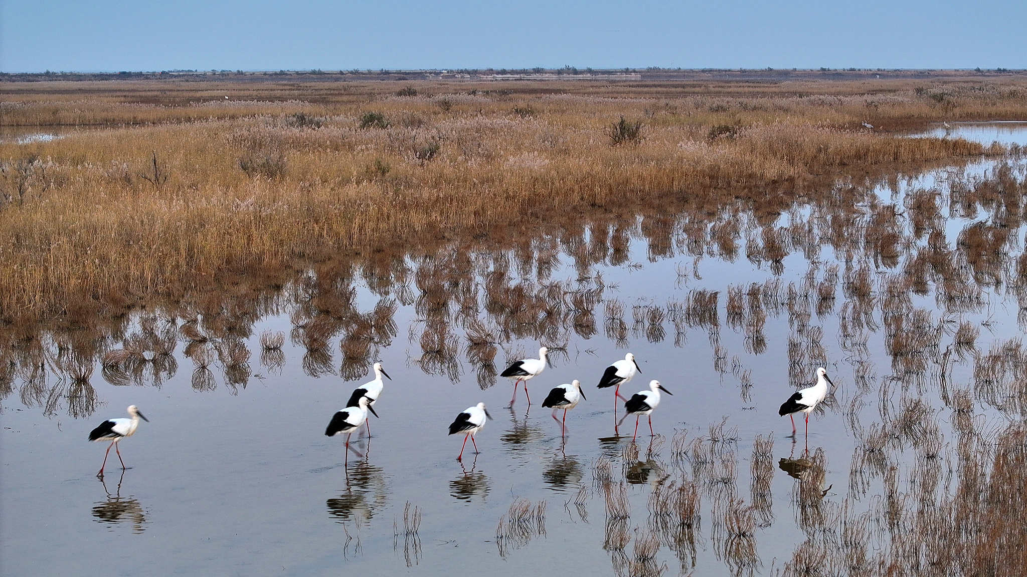 Live: Discover the stopover for migratory birds in E China's Shandong