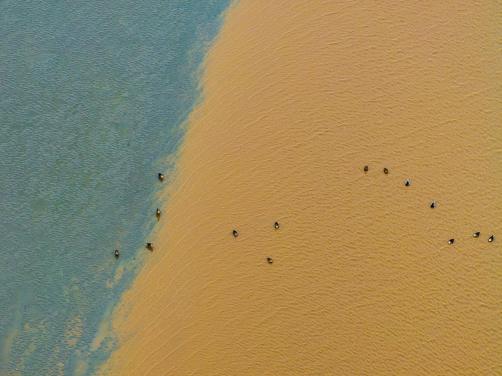 An aerial photo shows birds strolling on the Qiantang River in Zhejiang Province on November 18, 2024. /CFP