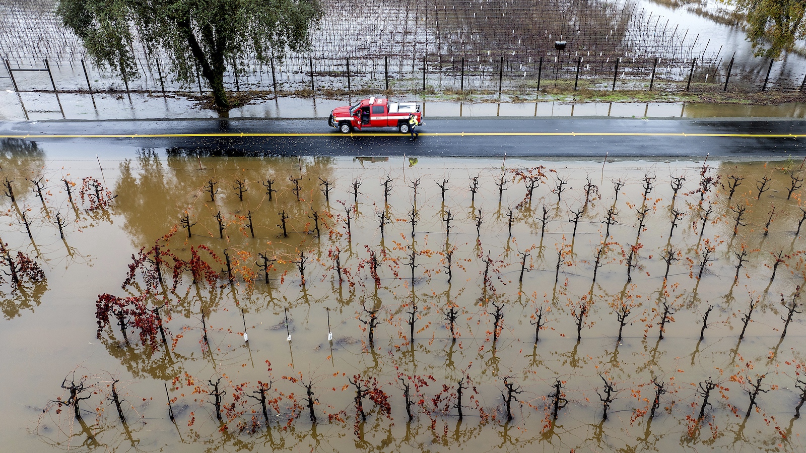 A firefighter returns to his truck among flooded vineyards as heavy rains continue in Windsor, California, the U.S., November 22, 2024. /AP