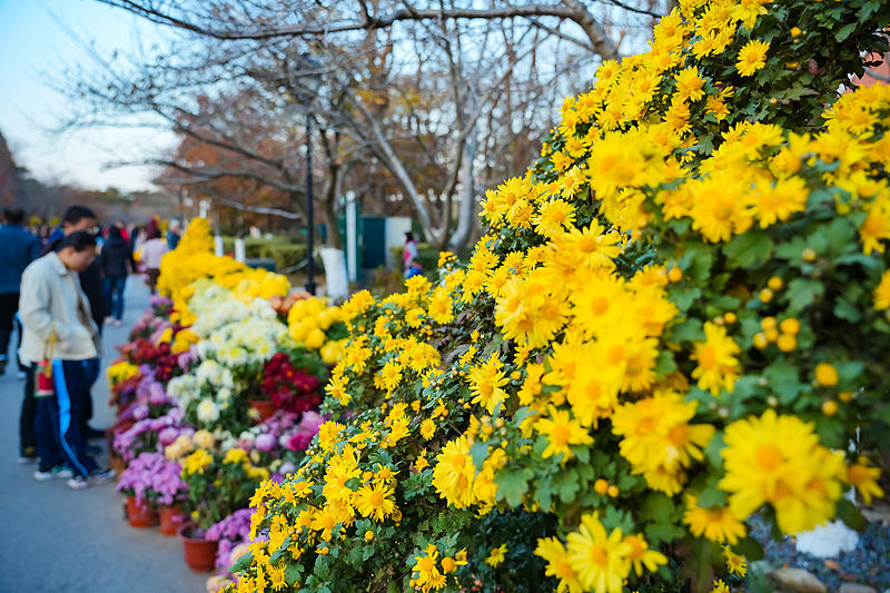 A variety of chrysanthemums are seen on display at Zhongshan Park in Qingdao City, Shandong Province, November 23, 2024. /CFP