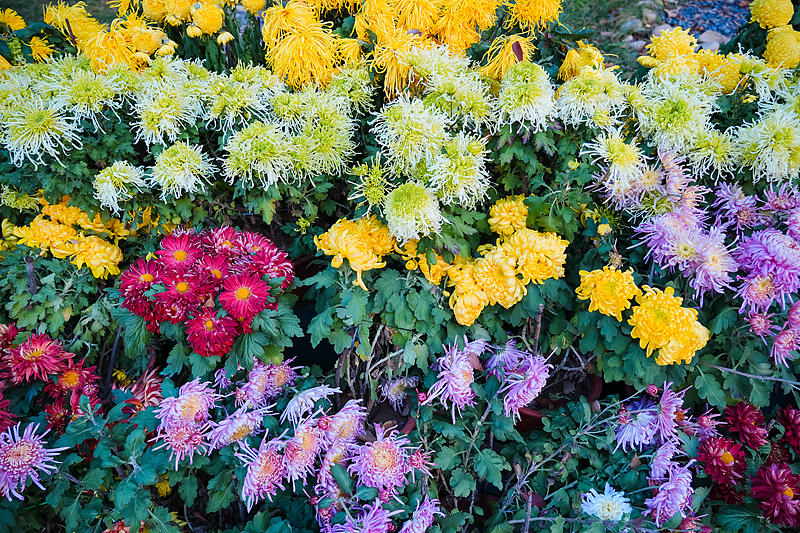 A variety of chrysanthemums are seen on display at Zhongshan Park in Qingdao City, Shandong Province, November 23, 2024. /CFP