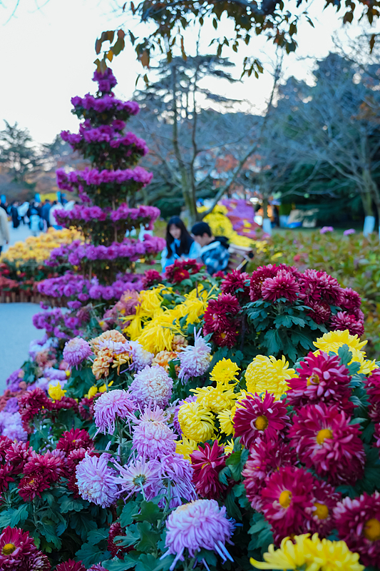 A variety of chrysanthemums are seen on display at Zhongshan Park in Qingdao City, Shandong Province, November 23, 2024. /CFP