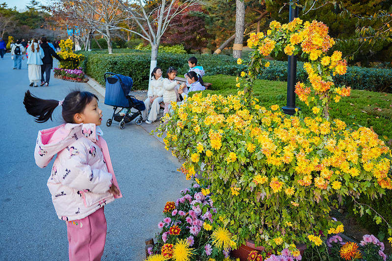 A variety of chrysanthemums are seen on display at Zhongshan Park in Qingdao City, Shandong Province, November 23, 2024. /CFP