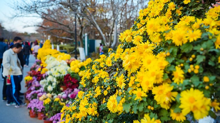 Chrysanthemums add a splash of color to Qingdao