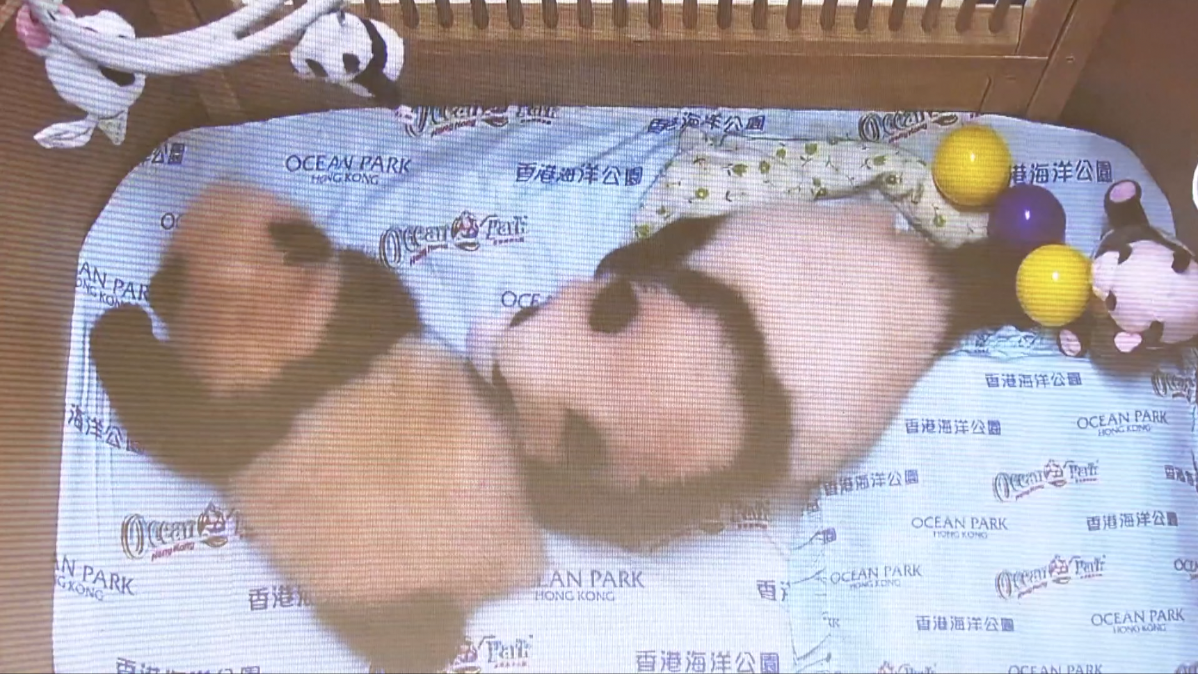 Twin panda cubs are on live stream as Ocean Park Hong Kong celebrates 100 days after their birth, November 23, 2024. /CFP