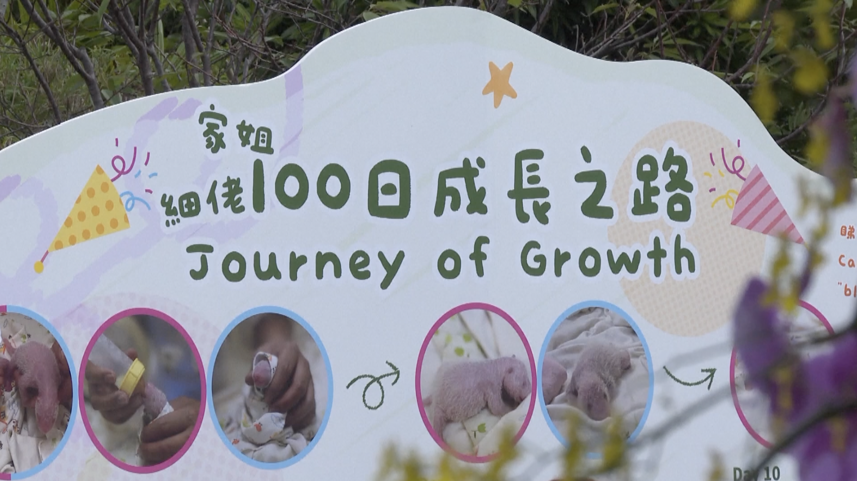 Ocean Park Hong Kong celebrates 100 days after the birth of two panda cubs, November 23, 2024. /CFP