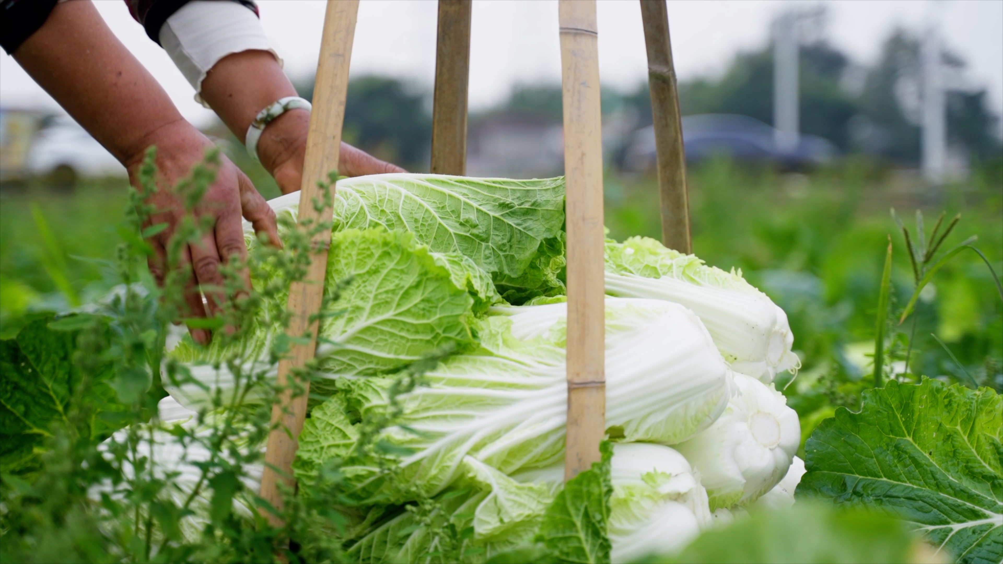 Live: Discover Pengzhou – China's vegetable basket