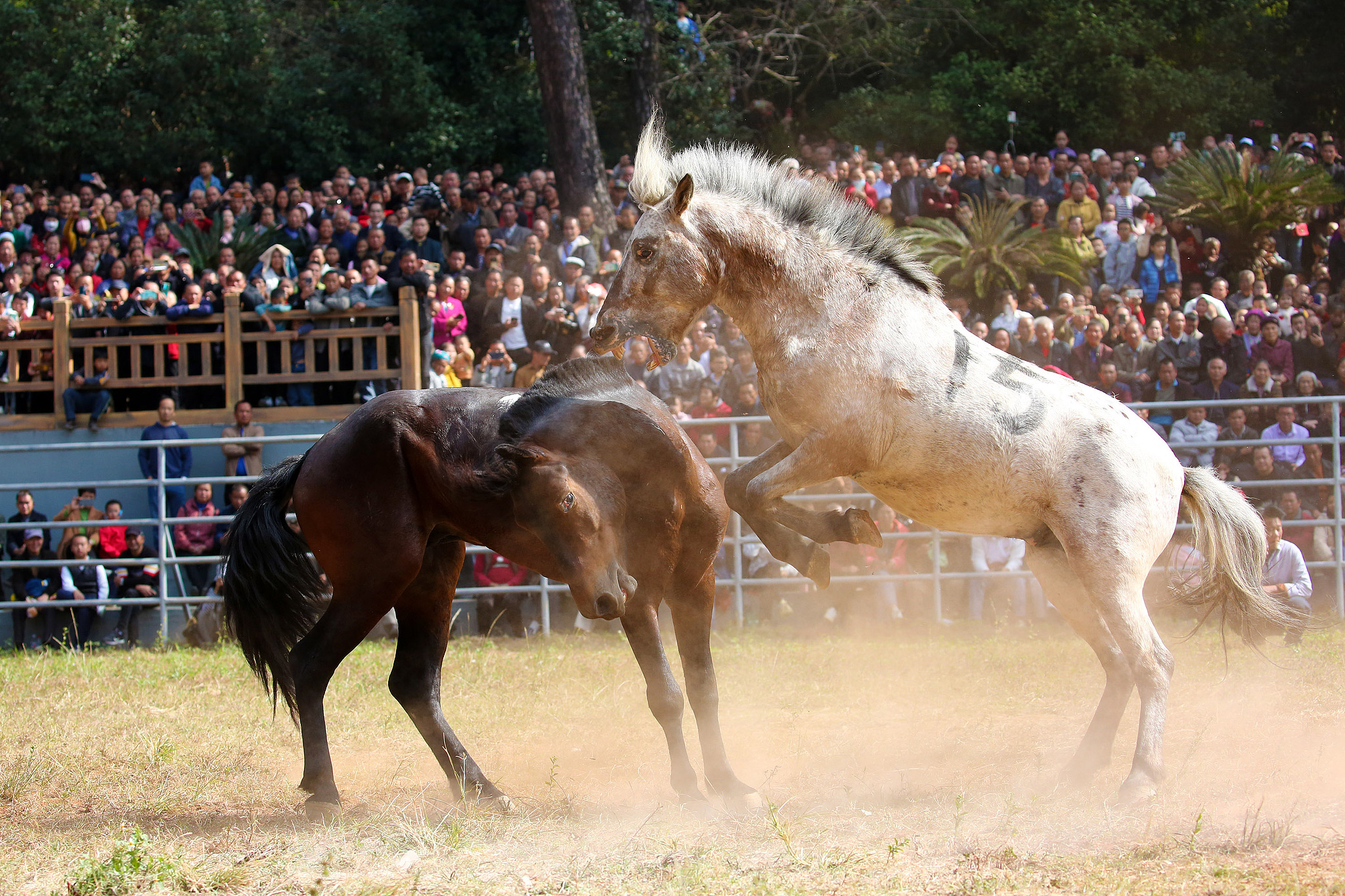 People watch a horse fighting competition as part of the celebration for this year's Lusheng and Horse Fighting Festival in Rongshui Miao Autonomous County of Liuzhou, Guangxi Zhuang Autonomous Region on November 23, 2024. /CFP