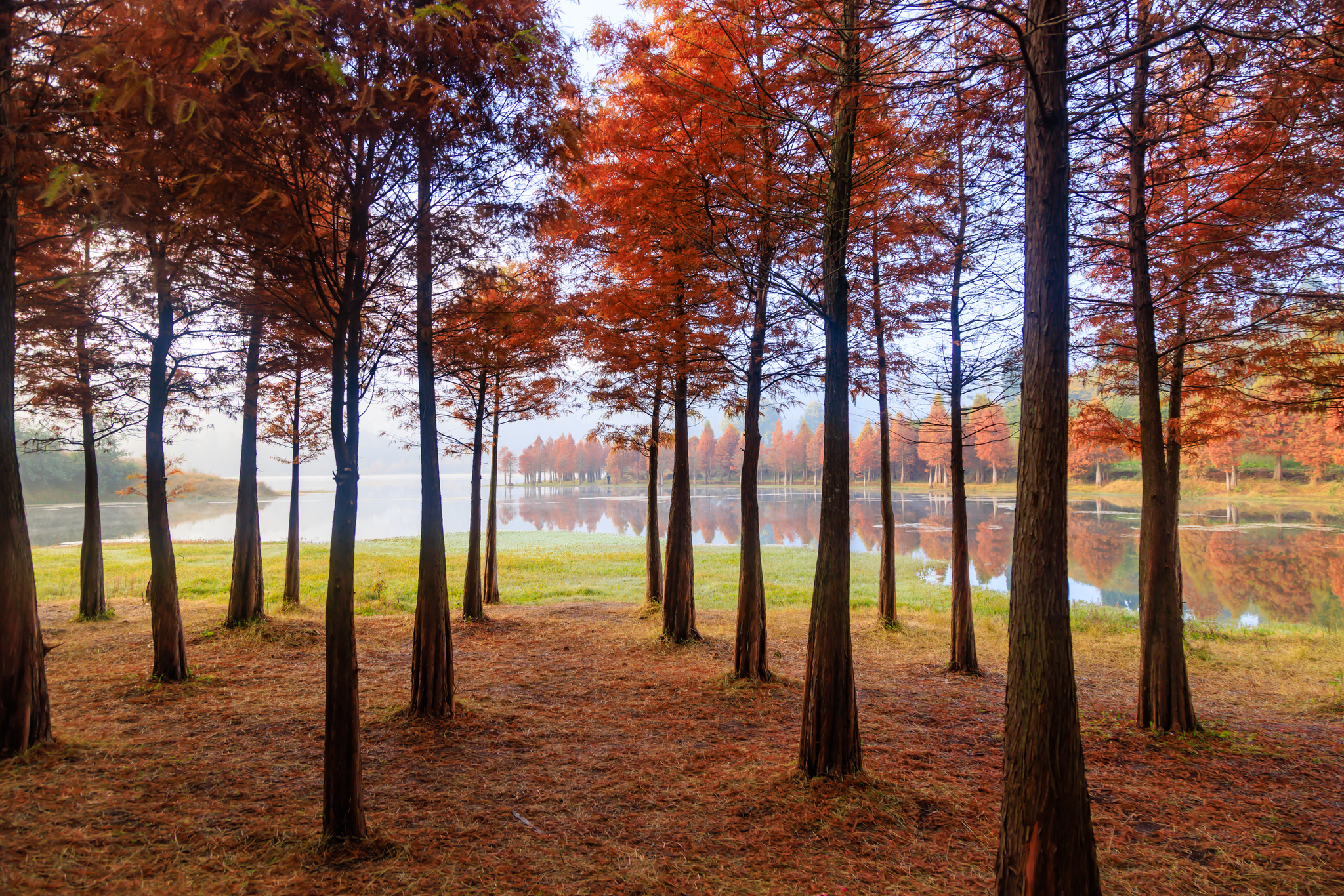 Dawn redwoods are pictured at the Sanjiacun Reservoir in Kunming, Yunnan Province on November 24, 2024. /CFP