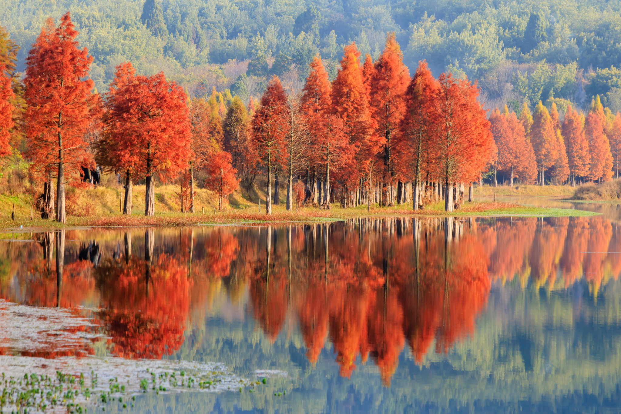 Dawn redwoods are pictured at the Sanjiacun Reservoir in Kunming, Yunnan Province on November 24, 2024. /CFP