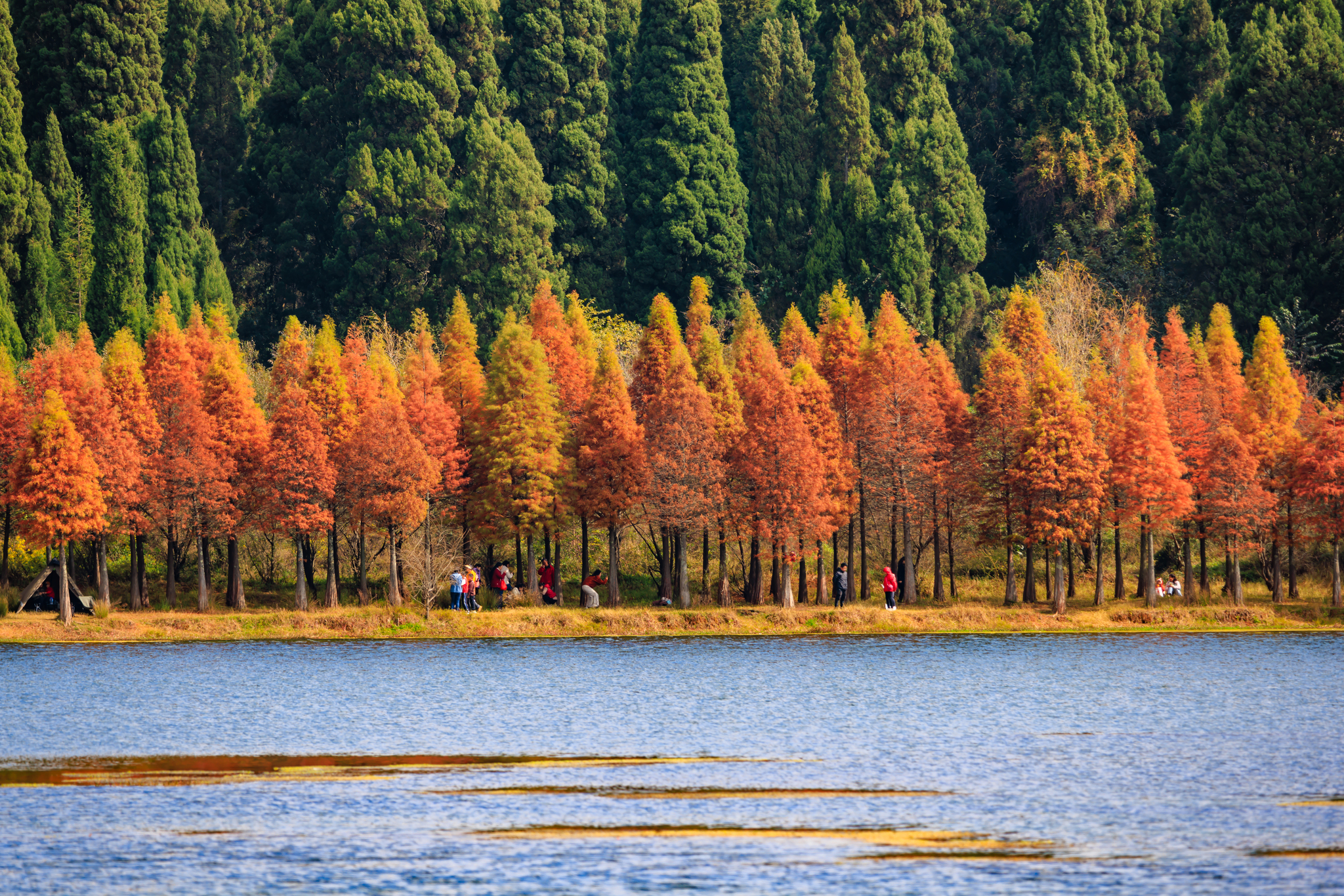 Dawn redwoods highlight the winter hues of the Sanjiacun Reservoir in Kunming, Yunnan Province on November 24, 2024. /CFP