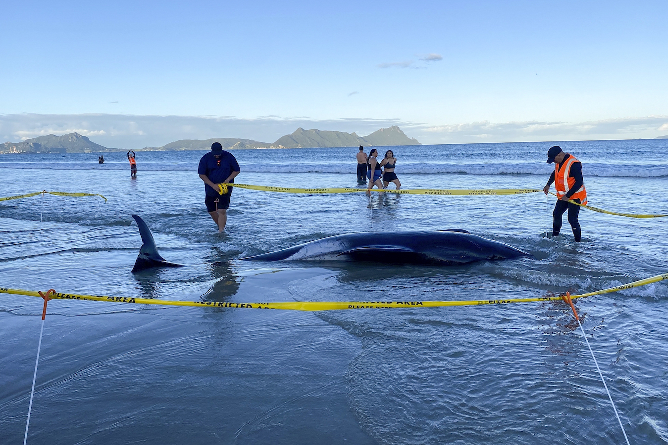 Rescuers rope off an area around a dead pilot whale that was stranded on Ruakaka Beach in northland, New Zealand, November 24, 2024. /CFP