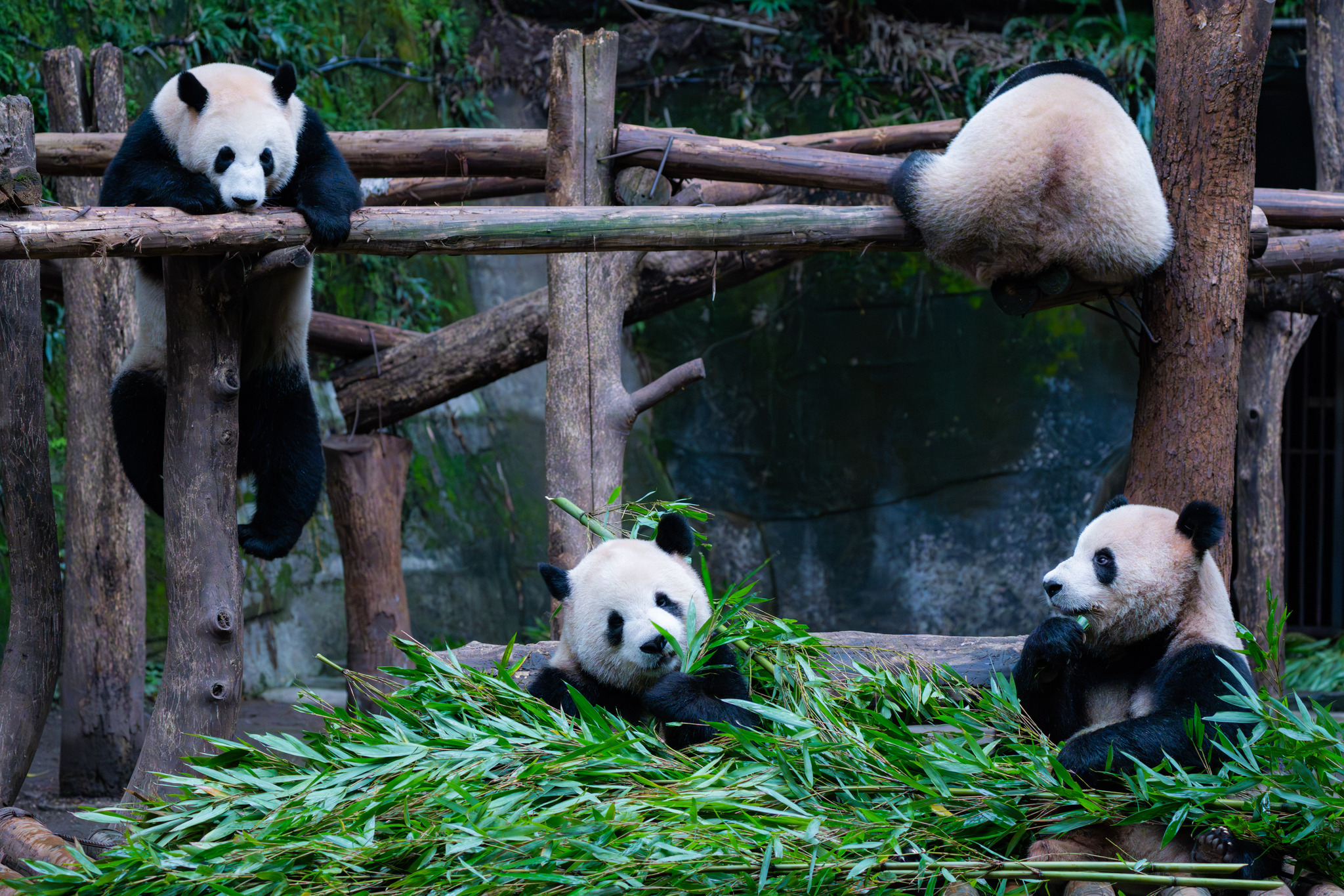 A series of photos taken on November 23, 2024, captures the cozy lives of giant panda residents at Chongqing Zoo. /CFP