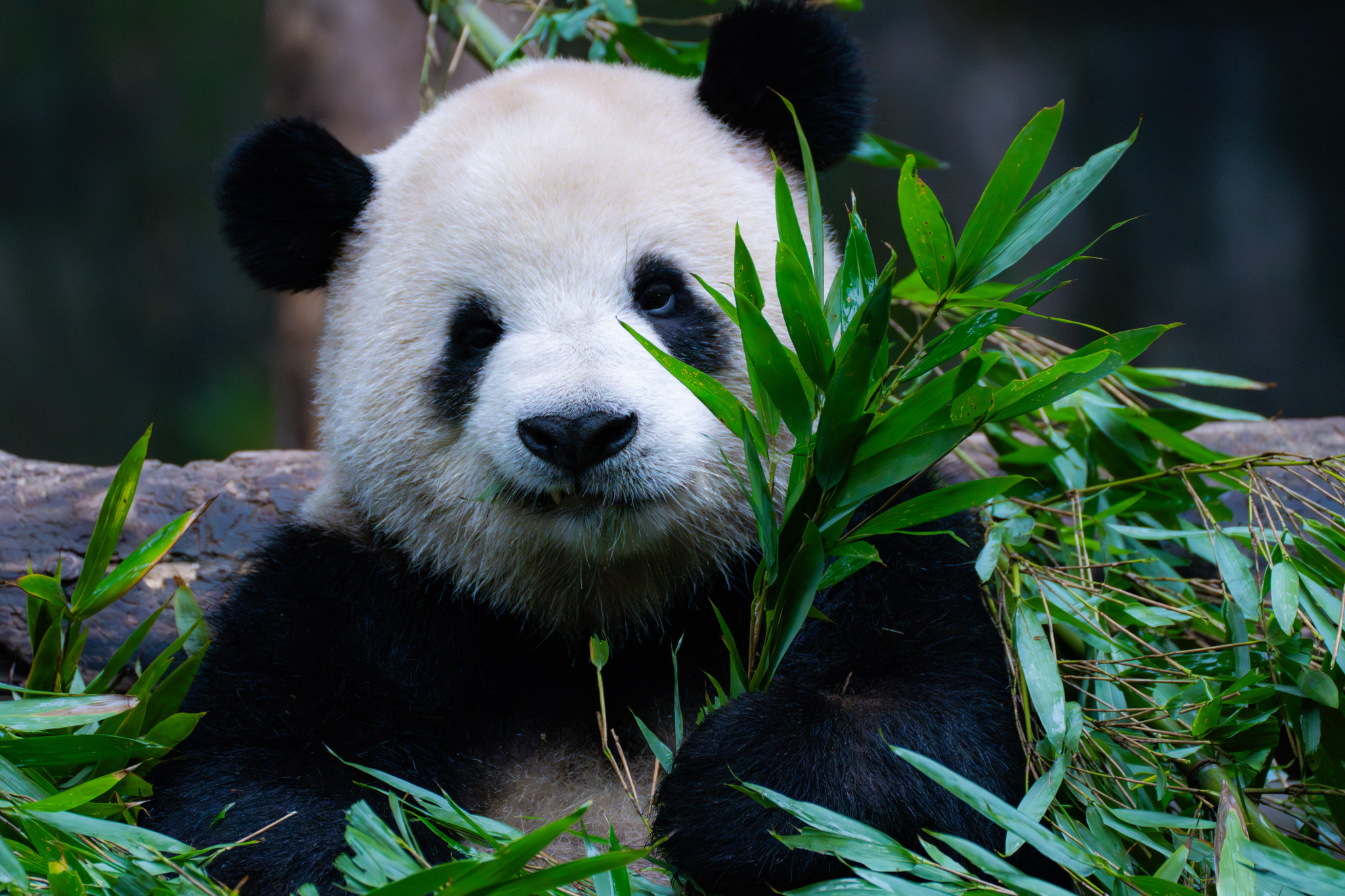 A series of photos taken on November 23, 2024, captures the cozy lives of giant panda residents at Chongqing Zoo. /CFP