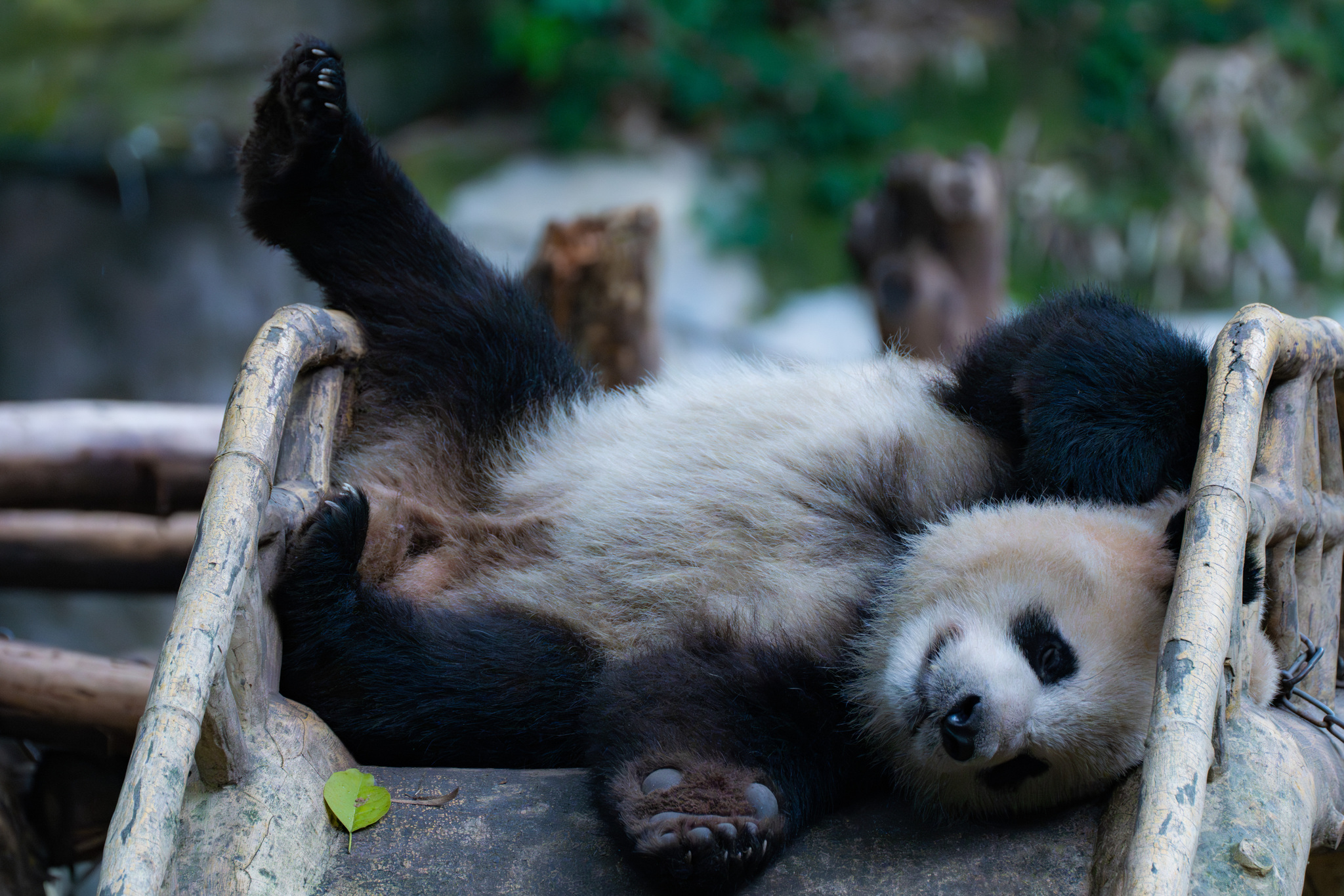 A series of photos taken on November 23, 2024, captures the cozy lives of giant panda residents at Chongqing Zoo. /CFP