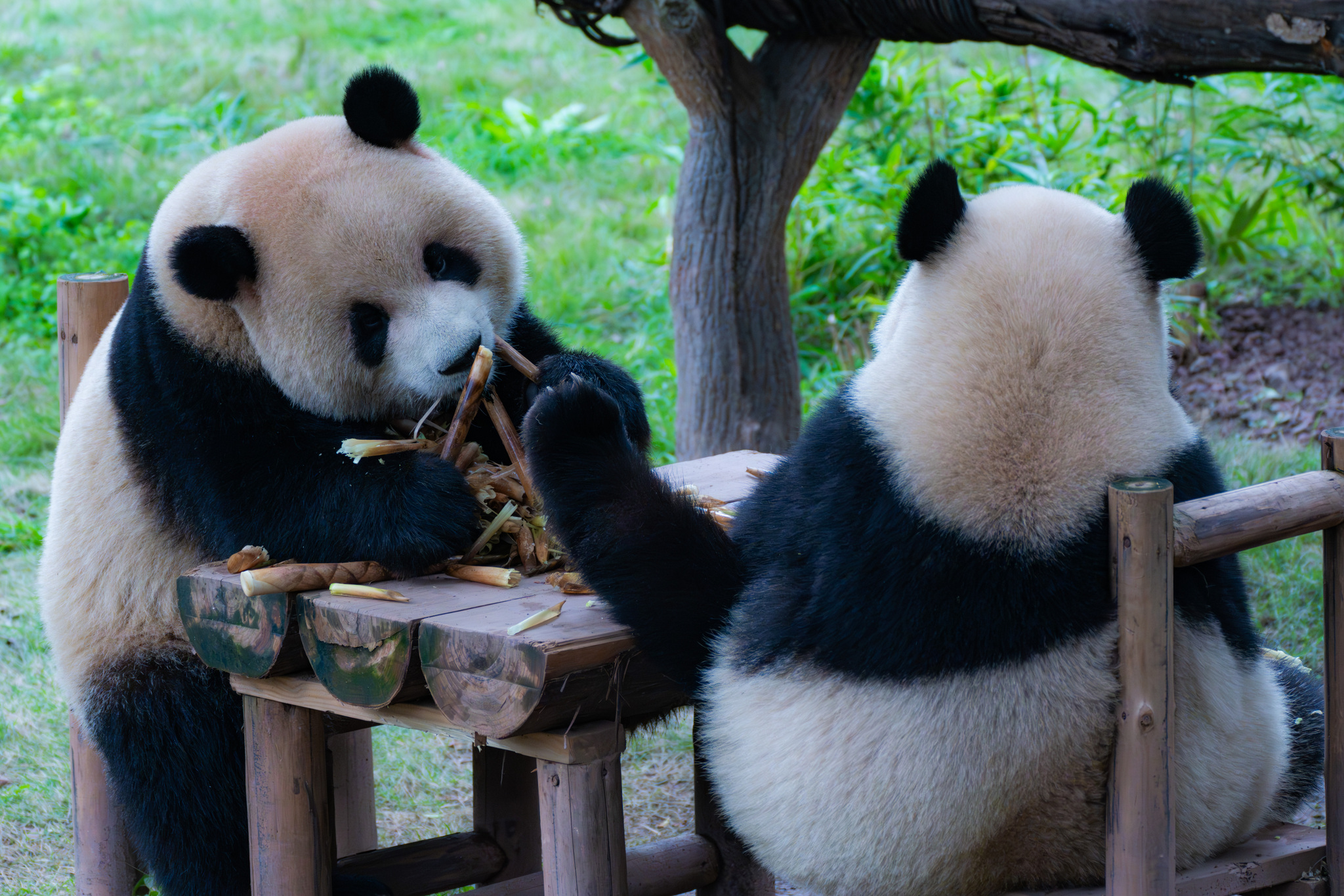 A series of photos taken on November 23, 2024, captures the cozy lives of giant panda residents at Chongqing Zoo. /CFP