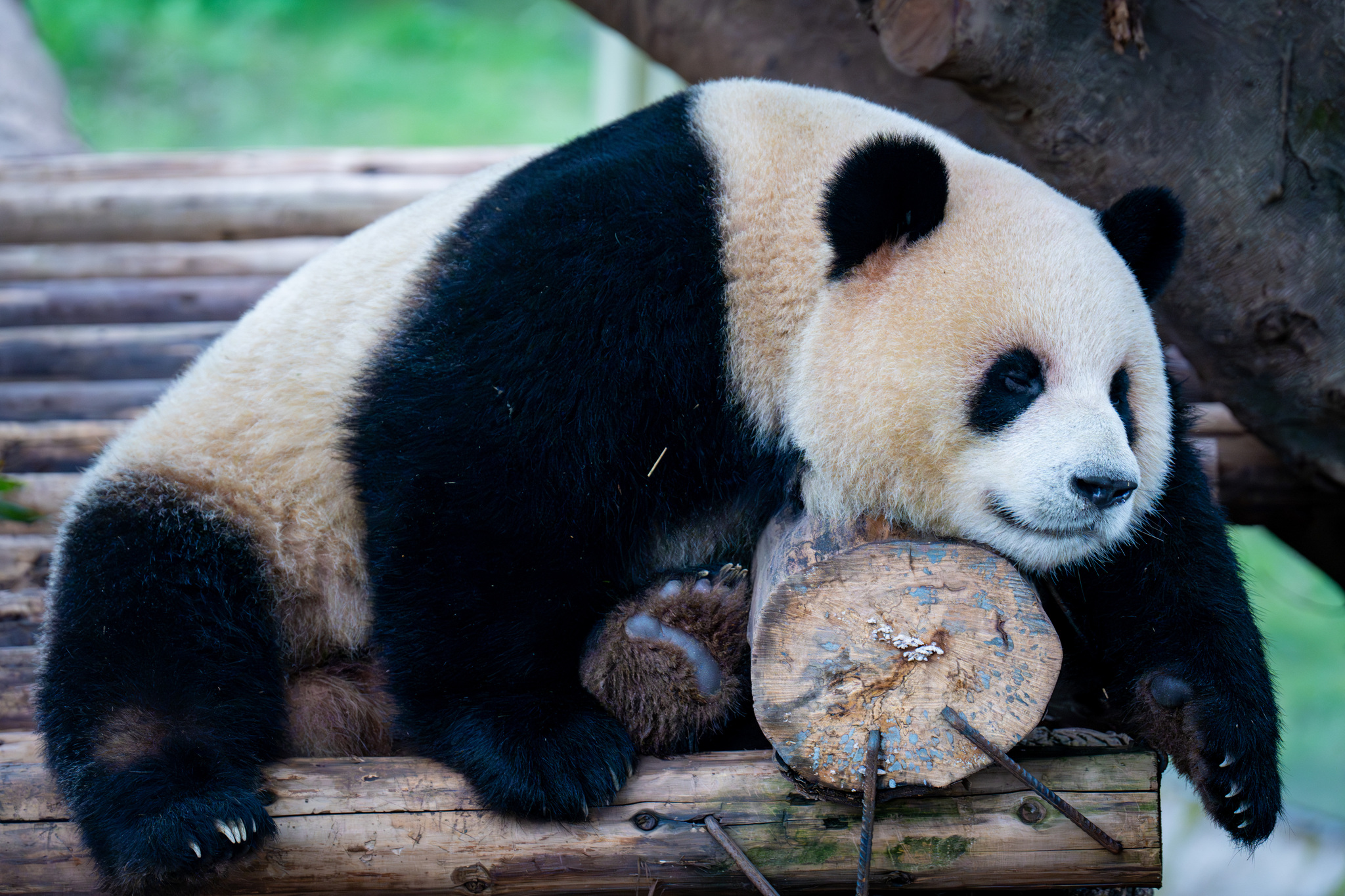 A series of photos taken on November 23, 2024, captures the cozy lives of giant panda residents at Chongqing Zoo. /CFP