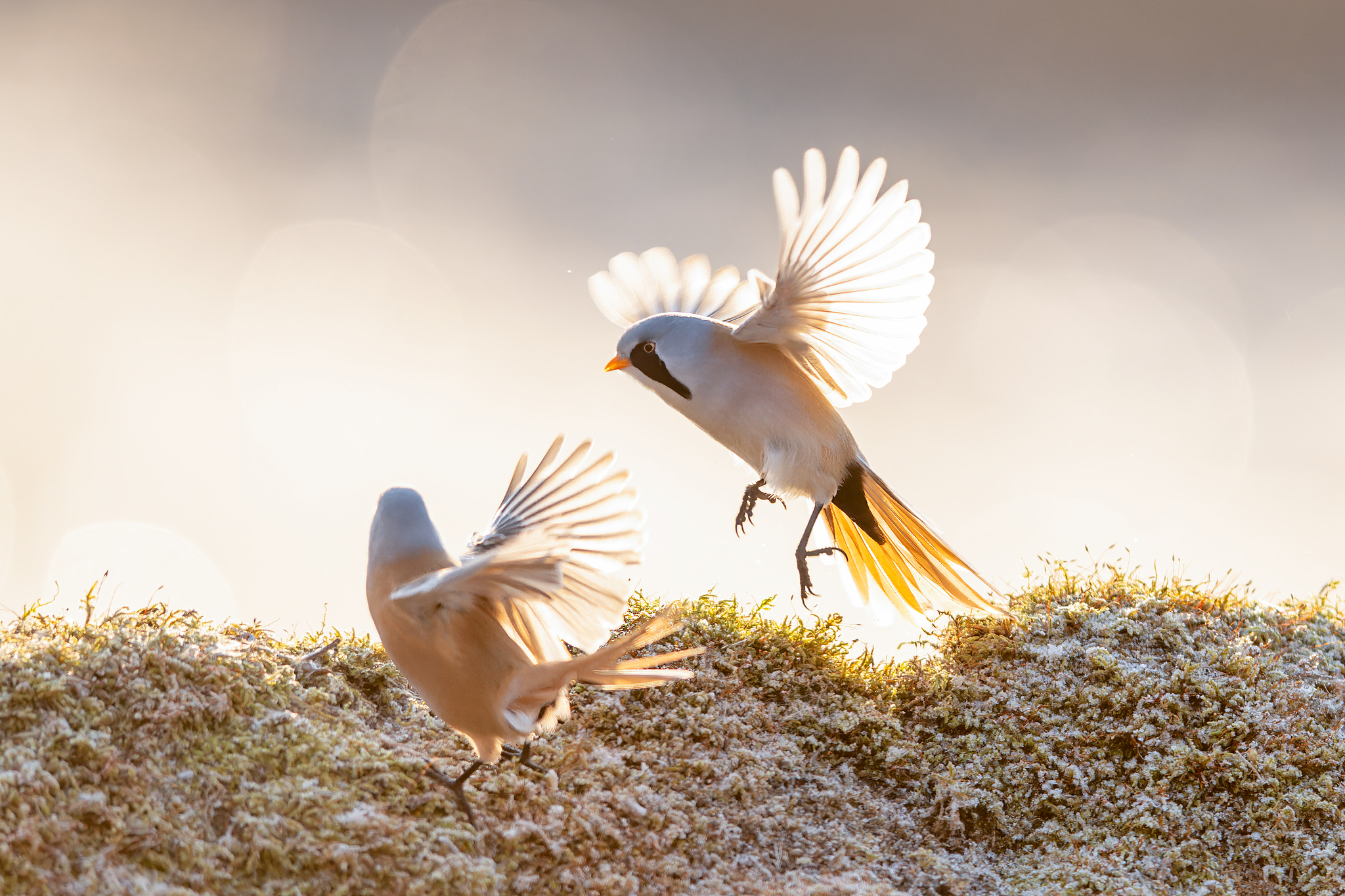 Bearded reedlings are spotted in the Longfeng Wetland National Nature Reserve in Daqing, Heilongjiang Province, November 8, 2024. /CFP