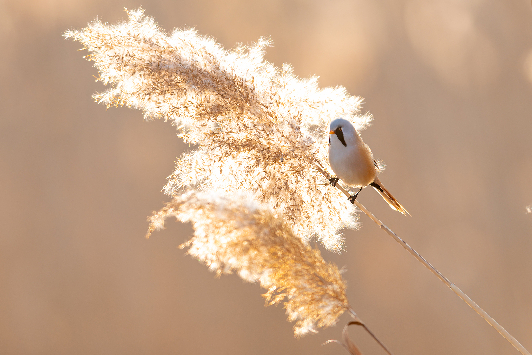 A bearded reedling is spotted in the Longfeng Wetland National Nature Reserve in Daqing, Heilongjiang Province, November 8, 2024. /CFP