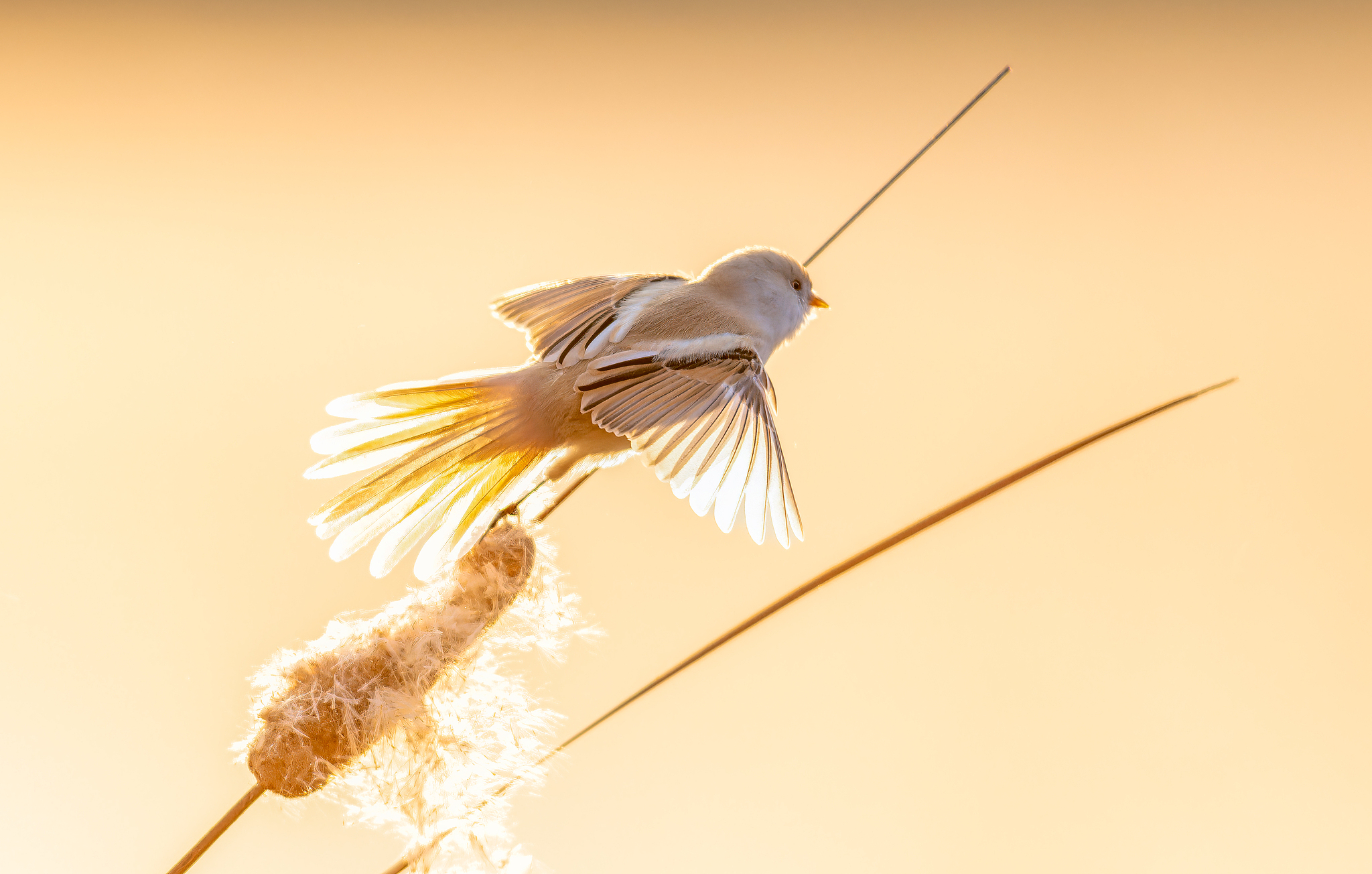 A bearded reedling is spotted in the Longfeng Wetland National Nature Reserve in Daqing, Heilongjiang Province, November 8, 2024. /CFP