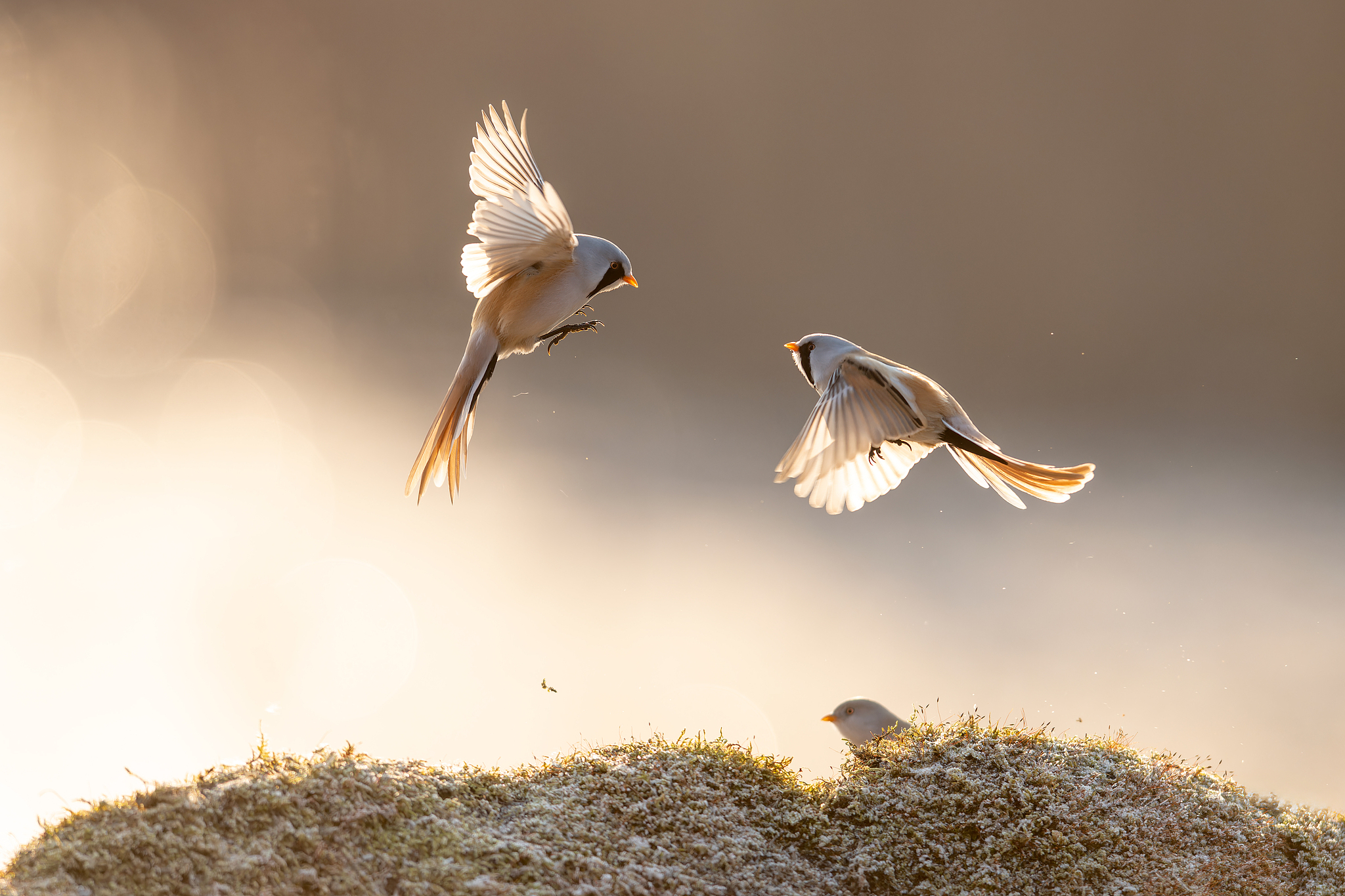 Bearded reedlings are spotted in the Longfeng Wetland National Nature Reserve in Daqing, Heilongjiang Province, November 8, 2024. /CFP