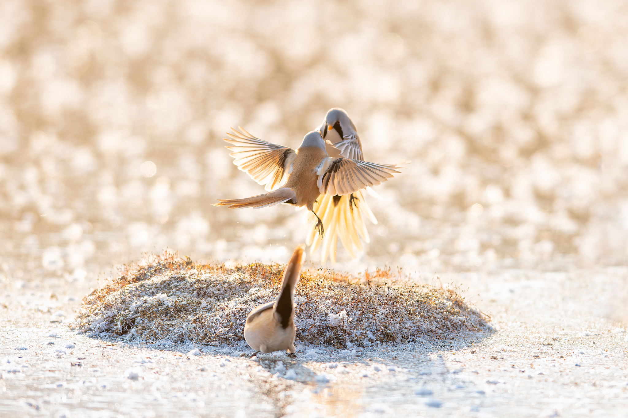 Bearded reedlings are spotted in the Longfeng Wetland National Nature Reserve in Daqing, Heilongjiang Province, November 8, 2024. /CFP