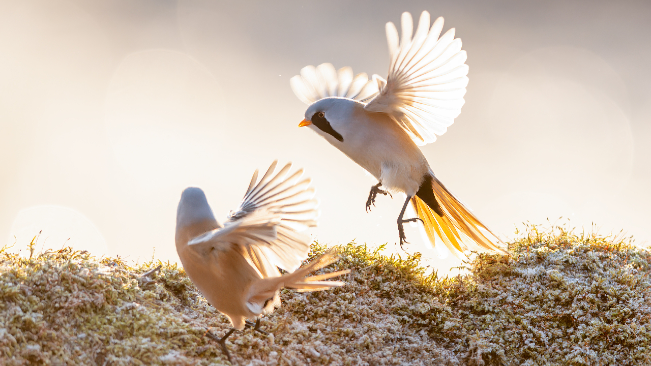 Bearded reedlings put on winter ballet in Heilongjiang