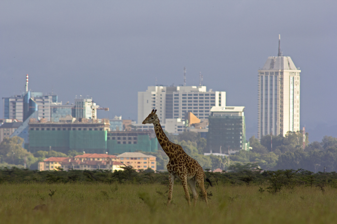 A giraffe strolls near the city, Kenya. /CFP