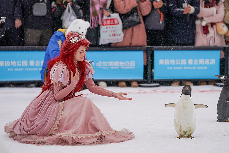 A group of penguins from Harbin Polarland participate in a parade in Harbin, Heilongjiang Province, November 26, 2024. /CFP