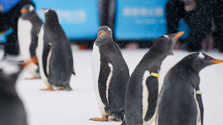 Adorable 'ambassadors' participate in snow city's parade