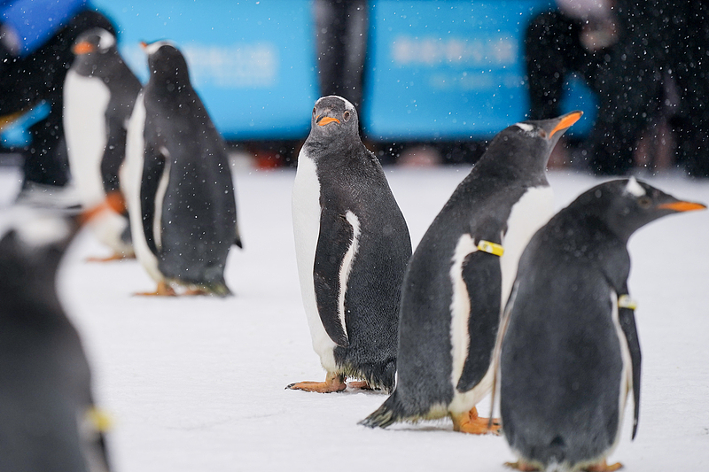 A group of penguins from Harbin Polarland participate in a parade in Harbin, Heilongjiang Province, November 26, 2024. /CFP