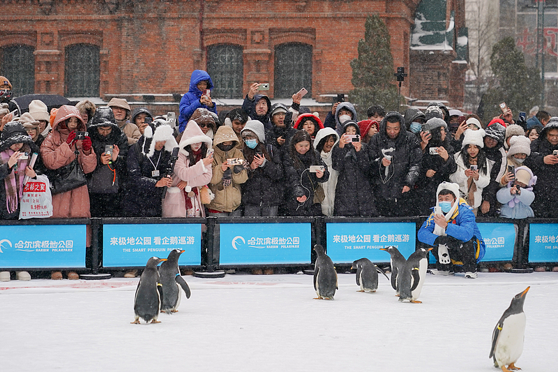 A group of penguins from Harbin Polarland participate in a parade in Harbin, Heilongjiang Province, November 26, 2024. /CFP