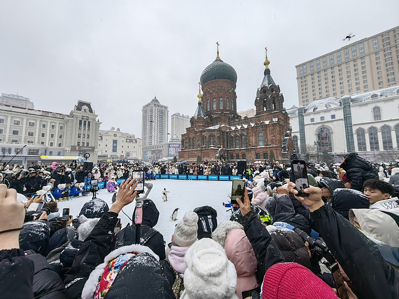 A group of penguins from Harbin Polarland participate in a parade in Harbin, Heilongjiang Province, November 26, 2024. /CFP