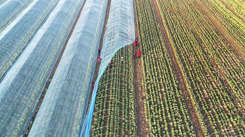 A bird's eye view of farmers covering winter vegetable sheds with protective films, Jiangsu Province, China, November 27, 2024. /CFP