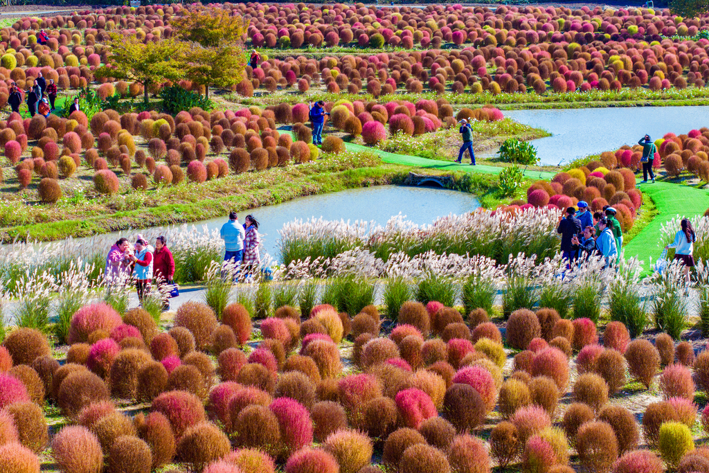 Colorful and vibrant broomsedge is seen in a garden in Shanghai on November 27, 2024. /CFP