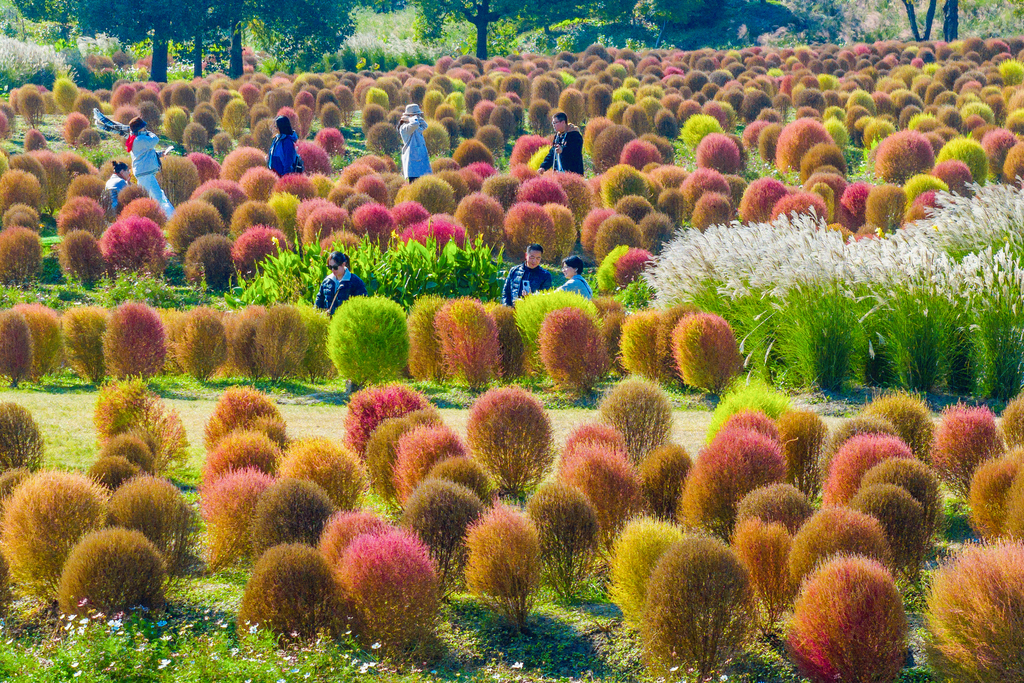 Colorful and vibrant broomsedge is seen in a garden in Shanghai on November 27, 2024. /CFP