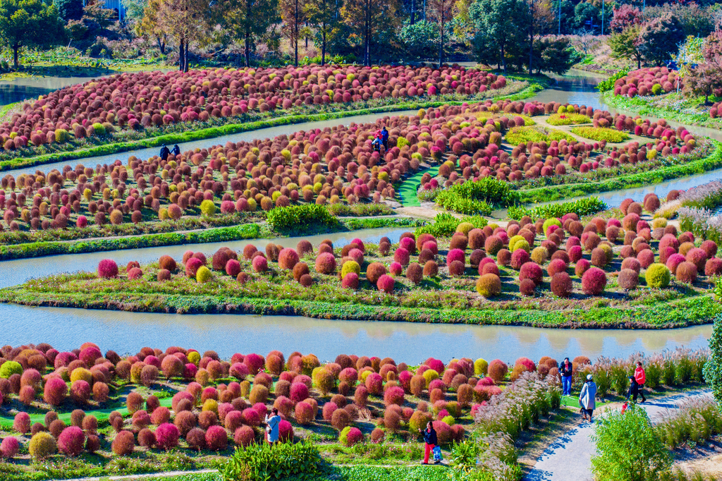 Colorful and vibrant broomsedge is seen in a garden in Shanghai on November 27, 2024. /CFP