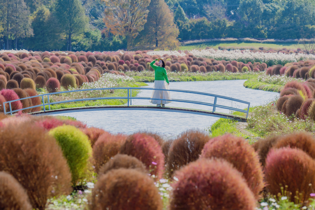 Colorful and vibrant broomsedge is seen in a garden in Shanghai on November 27, 2024. /CFP