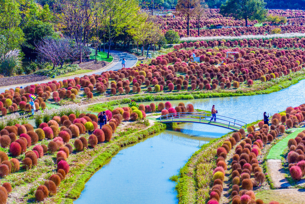 Colorful and vibrant broomsedge is seen in a garden in Shanghai on November 27, 2024. /CFP