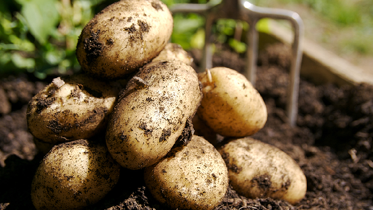 Scientists in China Hasten Efforts to Make Potatoes Climate-Resilient