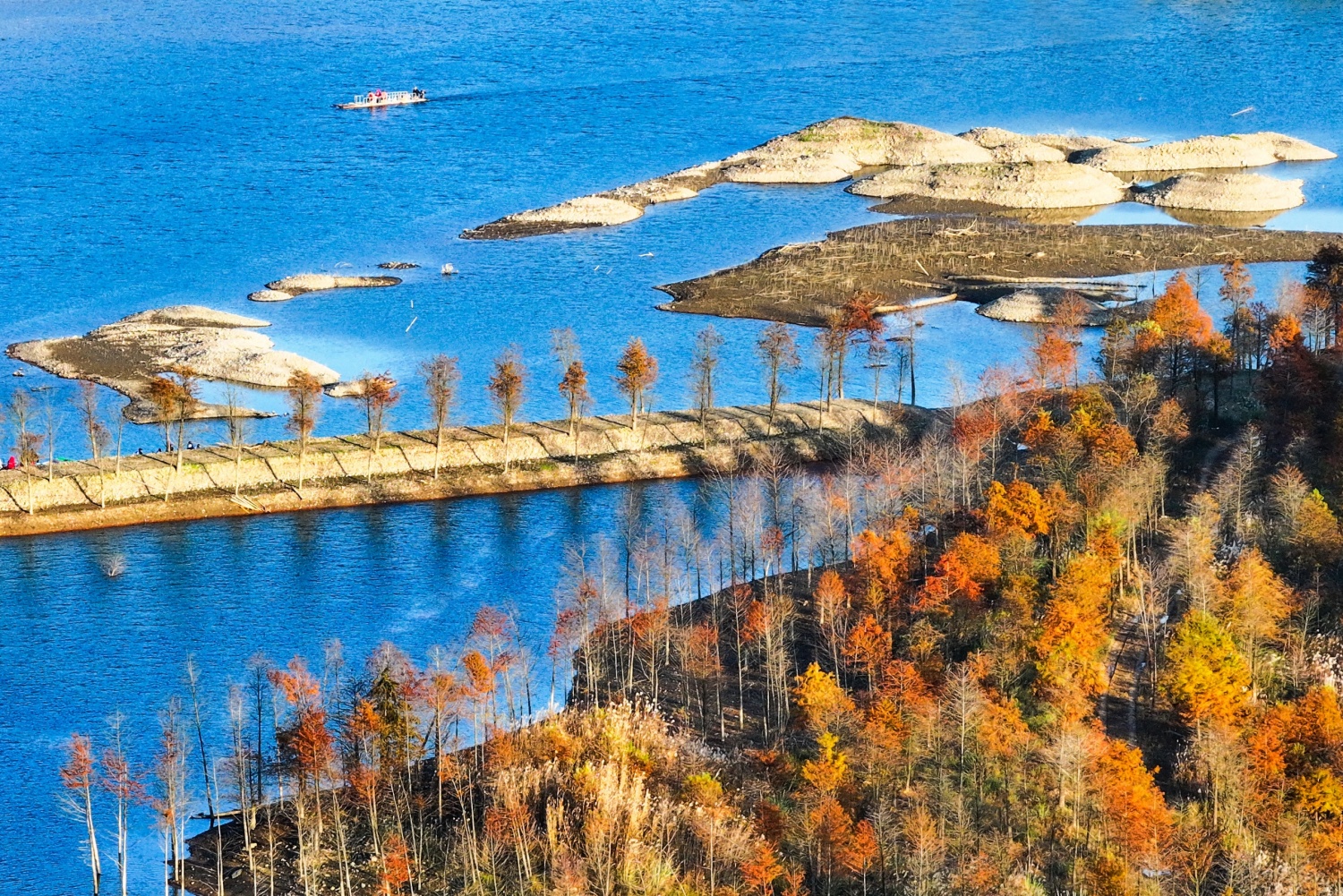 Bald cypress forests are seen in a wetland park in Ningguo, east China's Anhui Province on November 27, 2024. /CFP