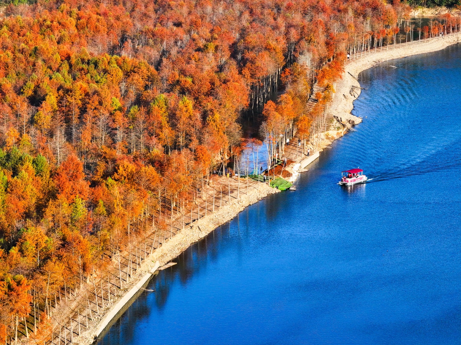 Tourists view bald cypress forests from a sightseeing raft in a wetland park in Ningguo, east China's Anhui Province on November 27, 2024. /CFP